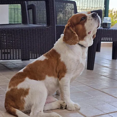 Διαμέρισμα Aldeamento Dos Beijinhos Porches (Algarve)