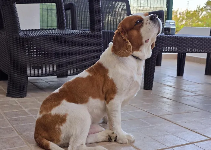 Διαμέρισμα Aldeamento Dos Beijinhos Porches (Algarve)